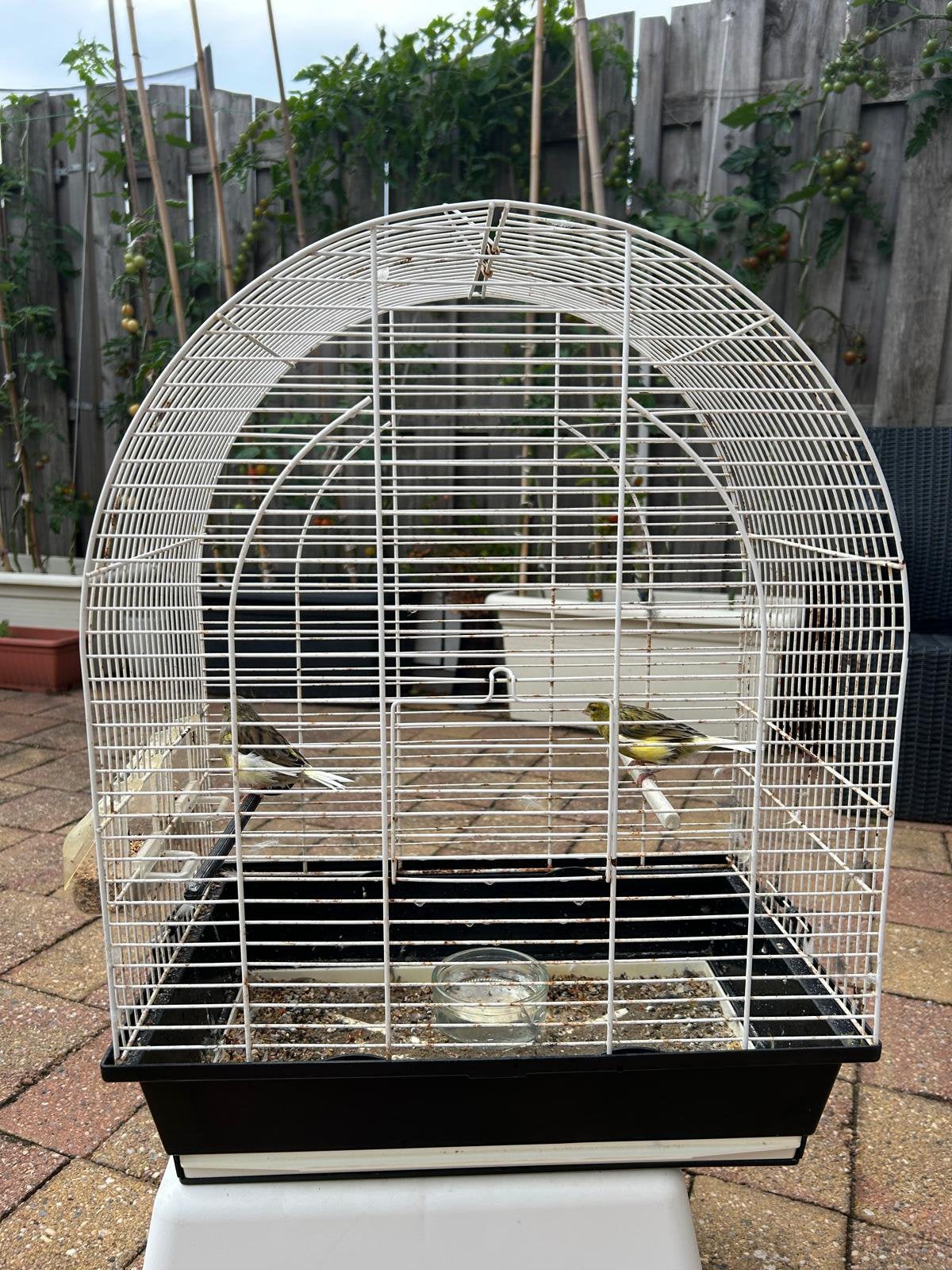 koppel kanaries te koop met ruim kooi, Dieren en Toebehoren, Vogels | Hokken en Kooien, Ophalen, Gebruikt