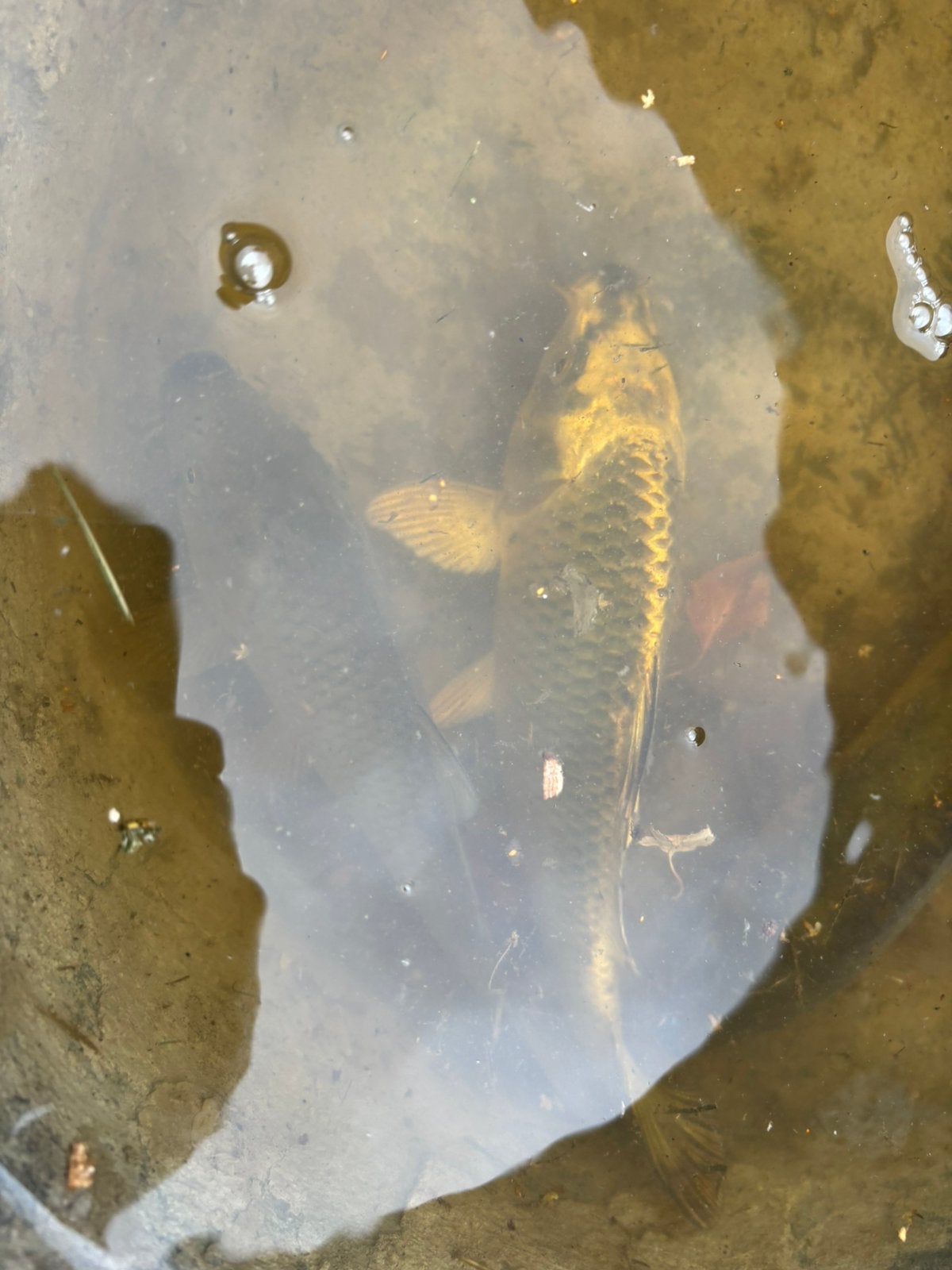 Karper/vijvervissen 15/20cm te koop, Dieren en Toebehoren, Vissen | Vijvervissen, Karper of Koi