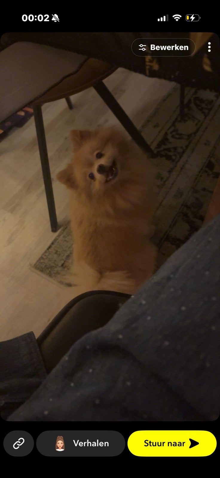 Pomeriaan, Dieren en Toebehoren, Honden | Poolhonden, Keeshonden en Oertypen, Keeshond, Reu, Parvo, Eén hond