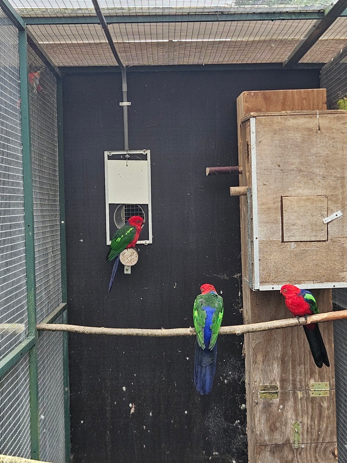 groenvleugel koningsparkiet