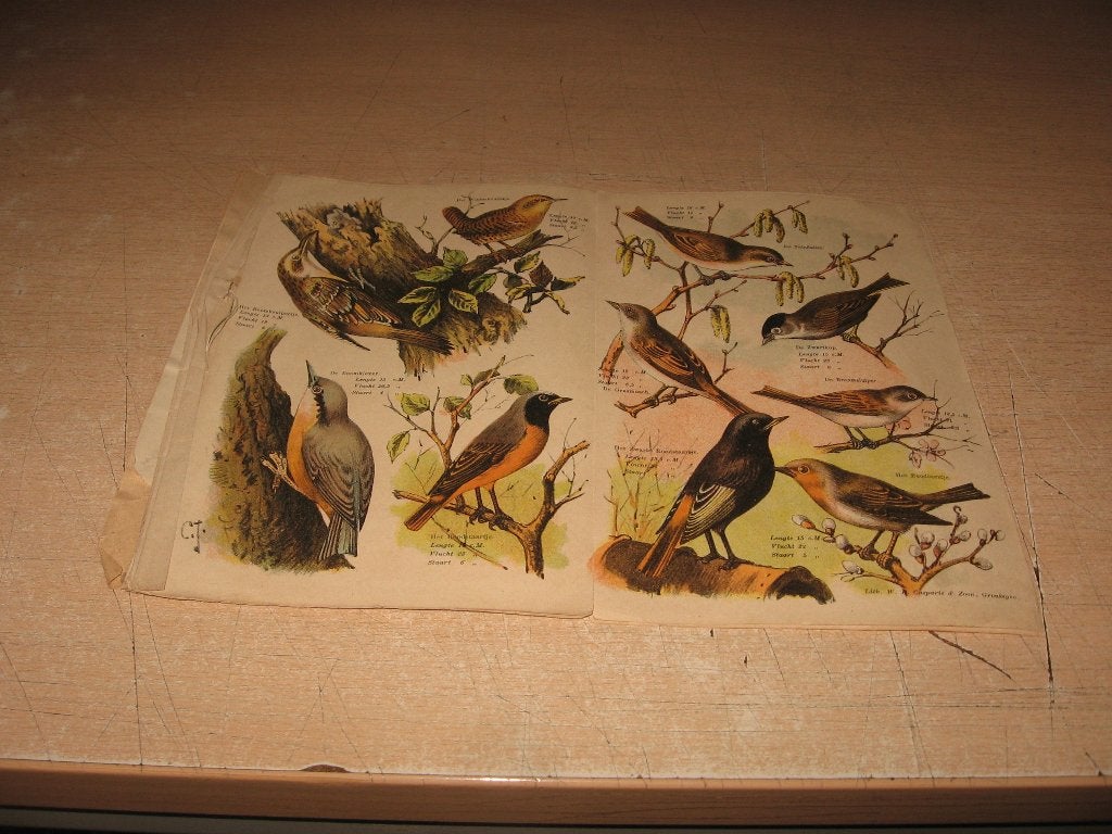 Oude litho's van vogels W.R.Casparie en zoon,Groningen, Boeken, Ophalen of Verzenden, Gelezen, Vogels