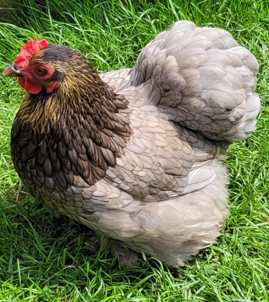 Cochin kriel hen, Dieren en Toebehoren, Pluimvee, Vrouwelijk, Kip
