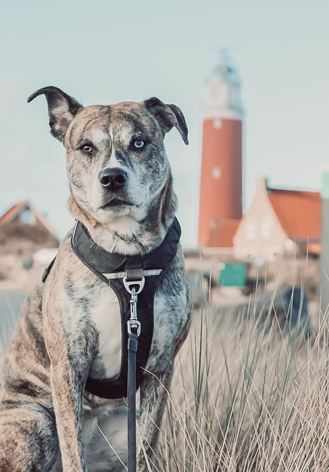 Beter thuis gezocht, Amer. Bulldog x Husky, 6 jaar of ouder, Teef, Bulldog, Eén hond