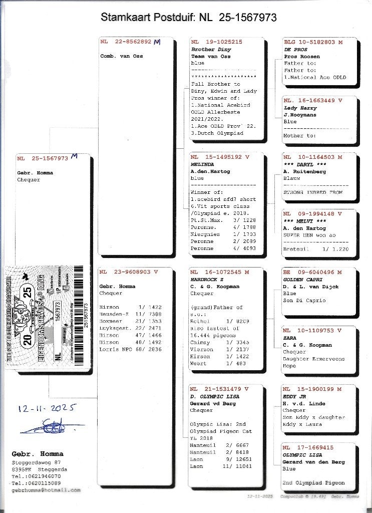 Gebr Homma Steggerda, Mannelijk, Postduif