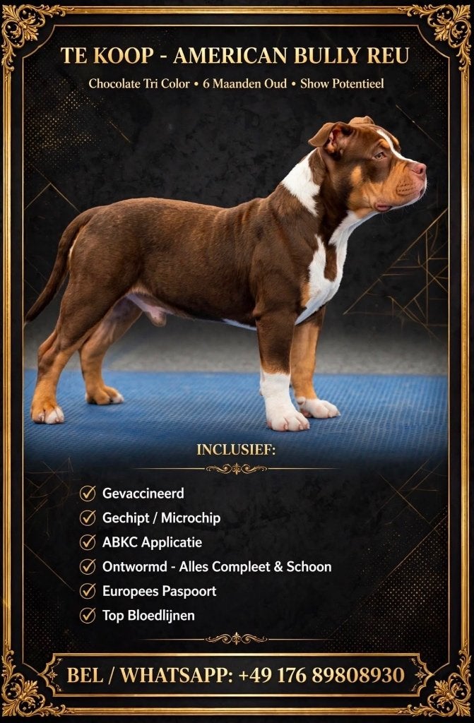 American bully, Dieren en Toebehoren, België, Particulier, 15 weken tot 1 jaar, Overige rassen