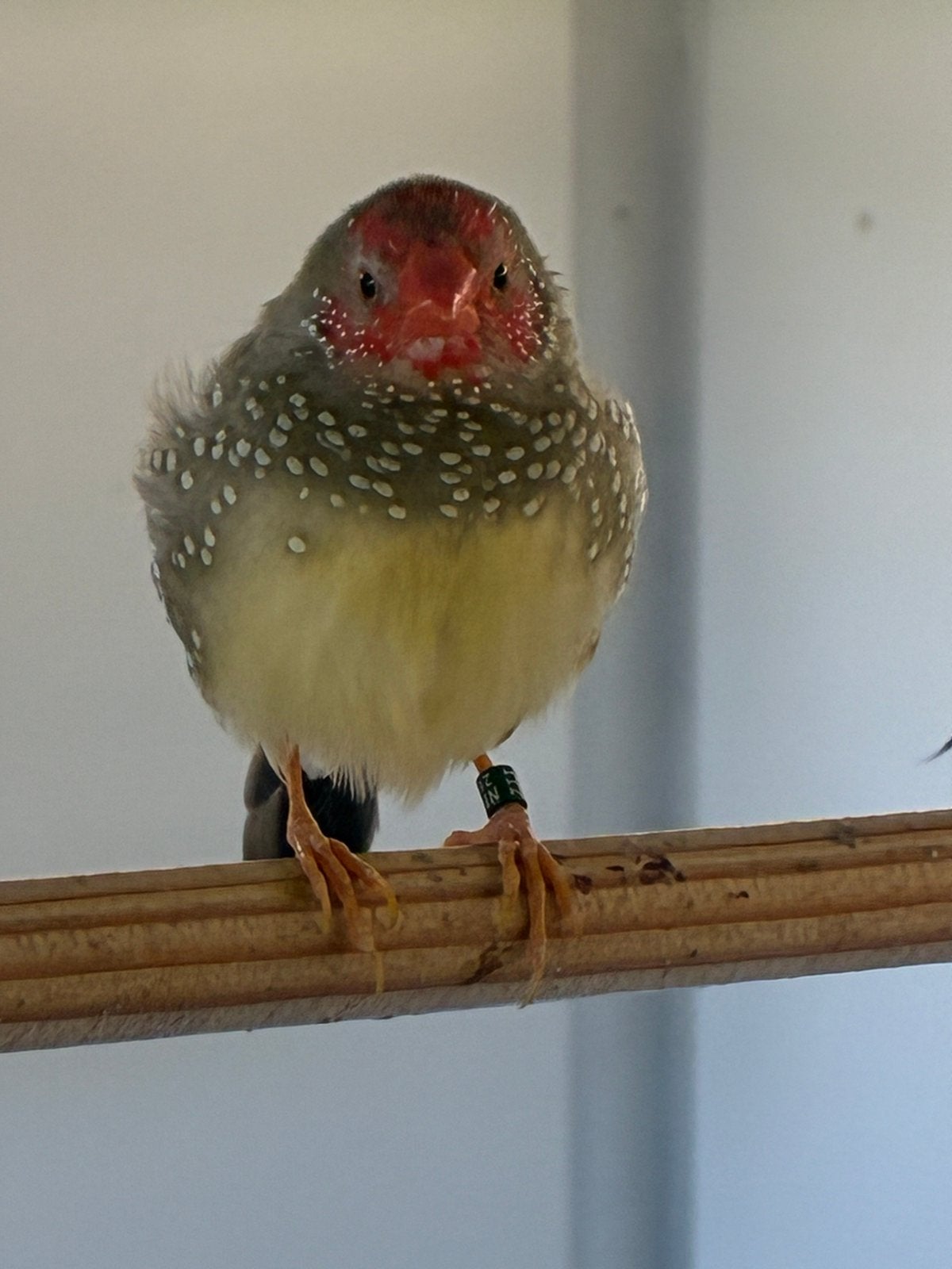 Binsen astrilde man, Dieren en Toebehoren, Mannelijk, Tropenvogel, Geringd