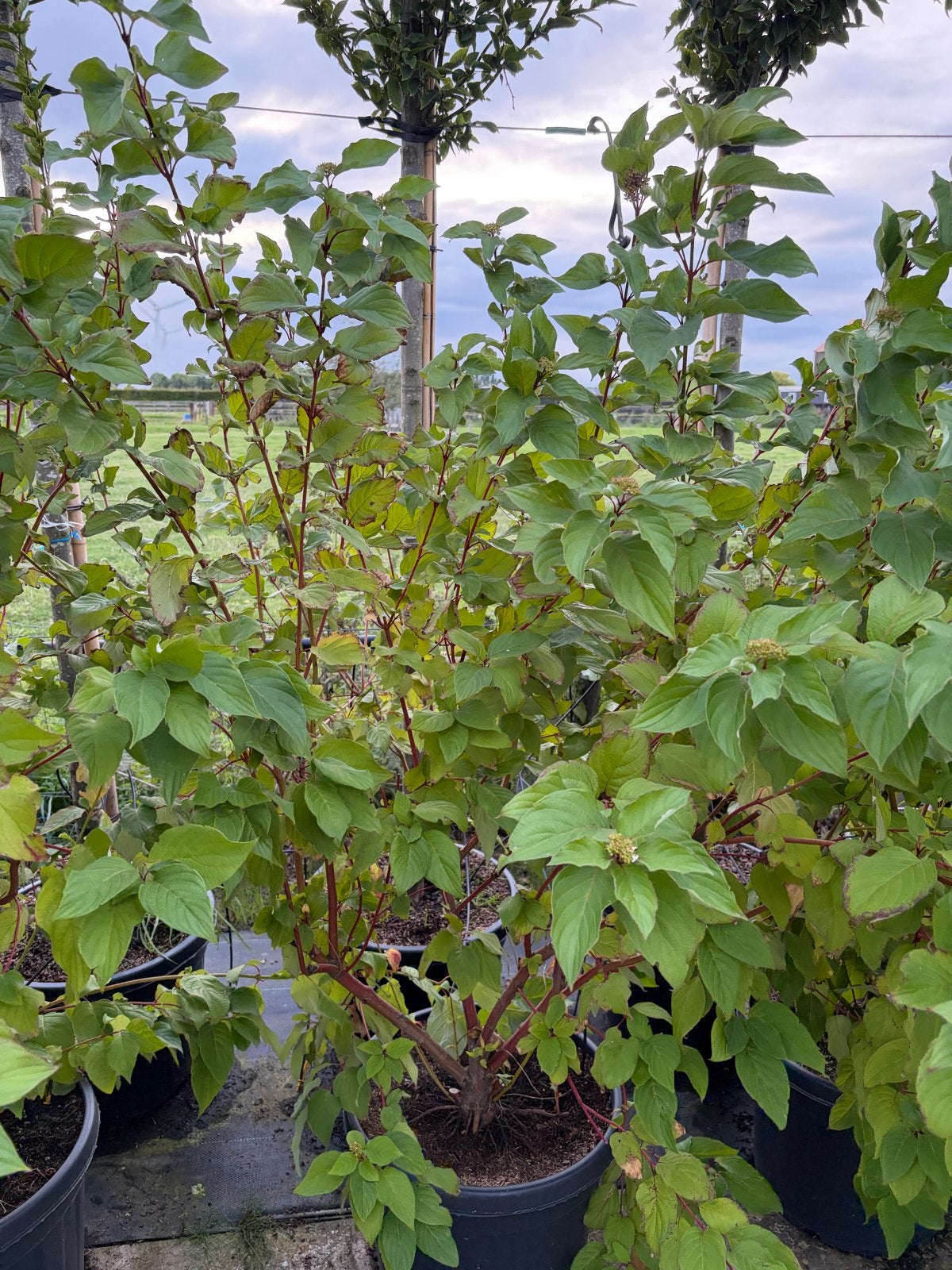 Cornus Alba - Rode Kornoelje 1.5-2m hoog grote voorraad, Bloeit niet, 100 tot 250 cm, Volle zon, In pot
