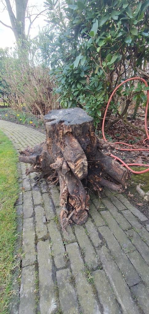 Boomstronk stronk voor bv haard / brandhout
Gratis ophalen, Tuin en Terras, Haardhout, Minder dan 3 m³, Ophalen