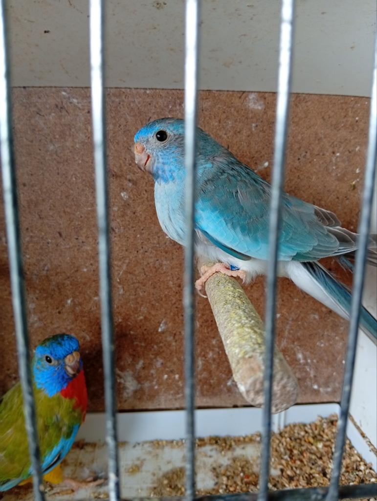Kweekkoppel Splendid, Dieren en Toebehoren, Vogels | Parkieten en Papegaaien, Meerdere dieren, Parkiet, Geringd