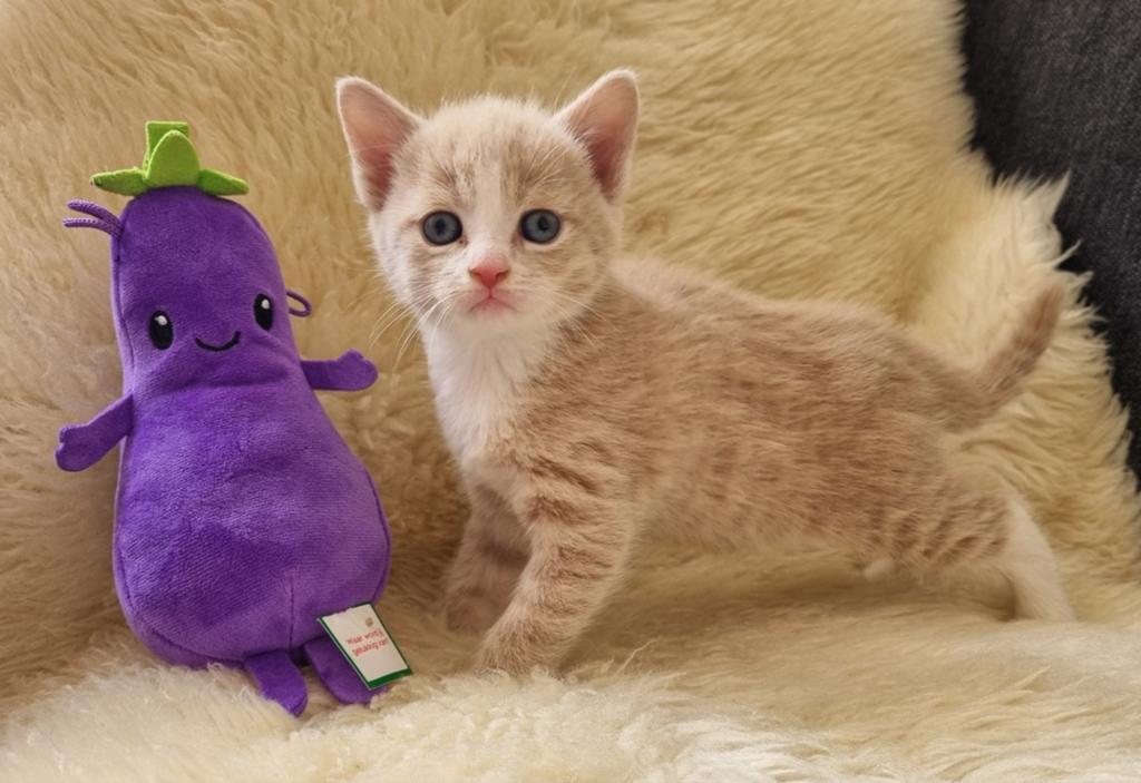 Lieve zindelijke kittens (Eurpese korthaar x Maincoon), Dieren en Toebehoren, Meerdere dieren