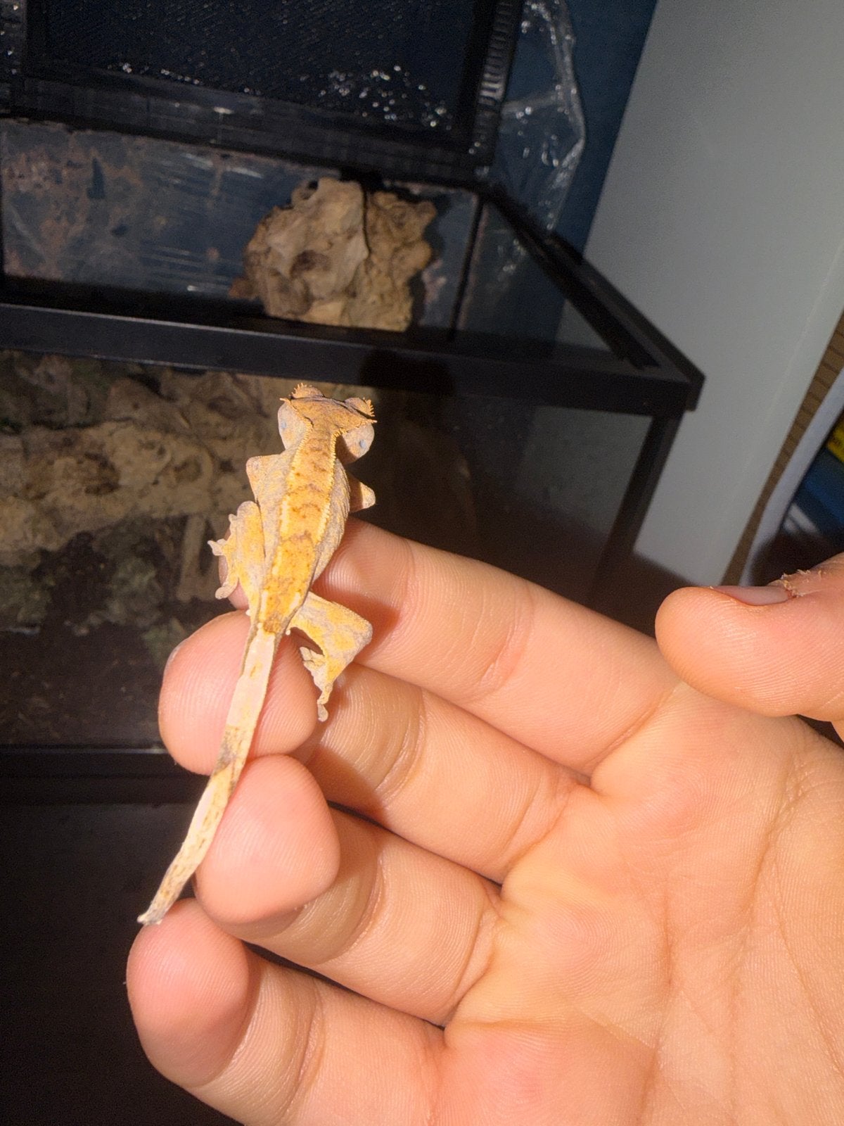 Crested gecko (wimper gecko) + pangea food Crested Gecko photo 3
