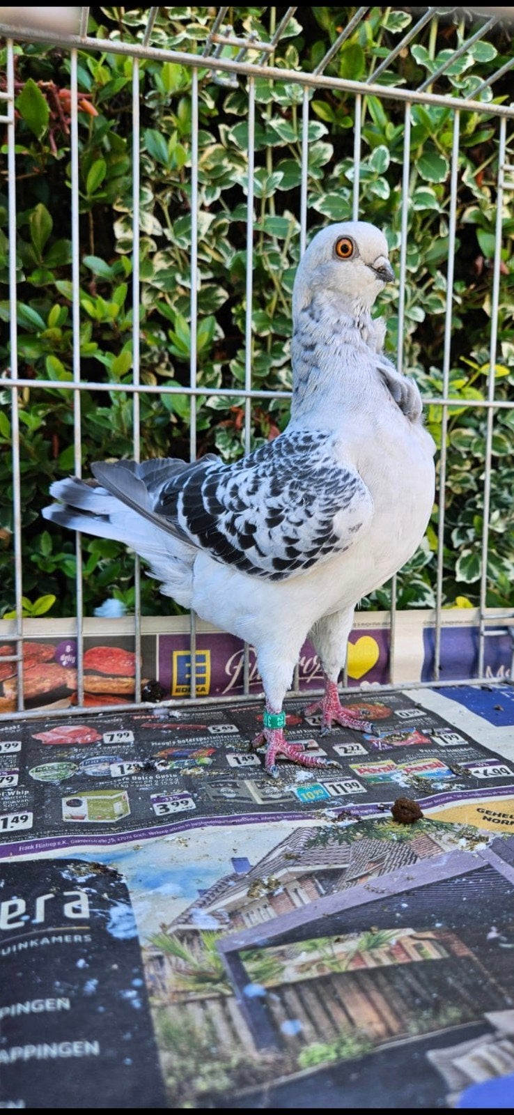 ijskleur gekraste italiaanse meeuwen, Dieren en Toebehoren, Vogels | Duiven, Meerdere dieren, Overige soorten