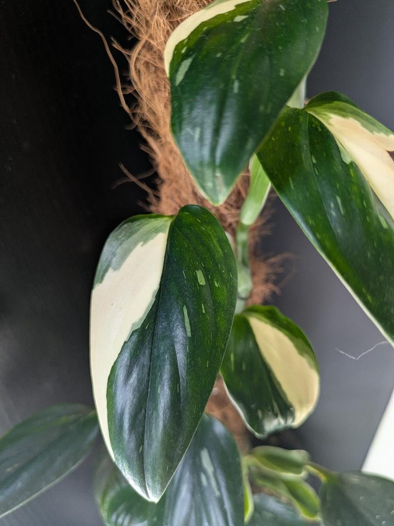 Monstera Cobra - Standleyana variegata, Ophalen of Verzenden, Halfschaduw, Minder dan 100 cm