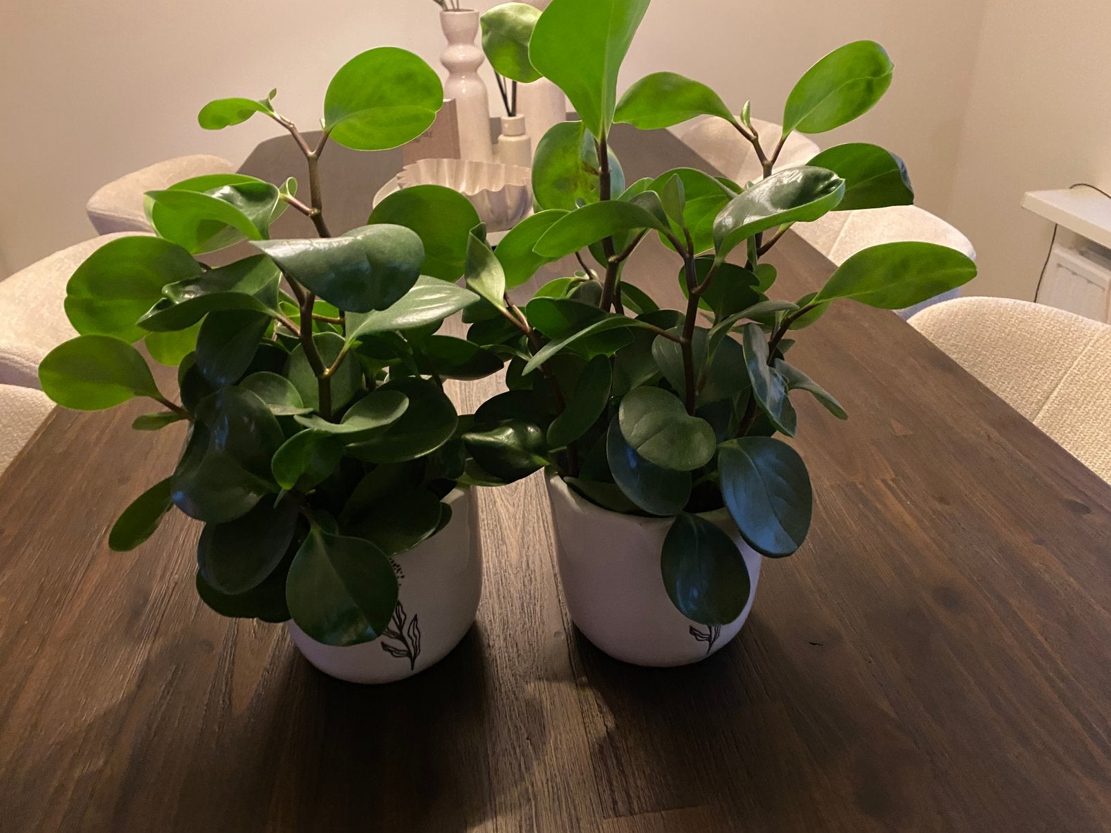 Twee mooie sterke planten met potten, Ophalen, Halfschaduw, Minder dan 100 cm