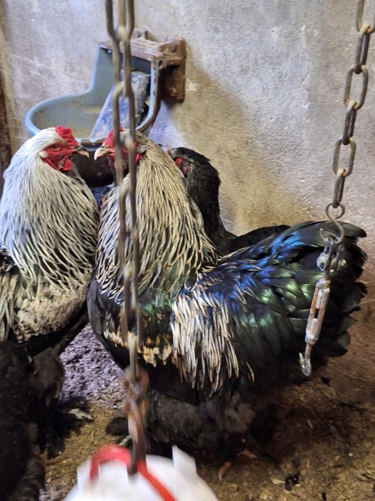Bramha hanen 2x, Mannelijk, Kip