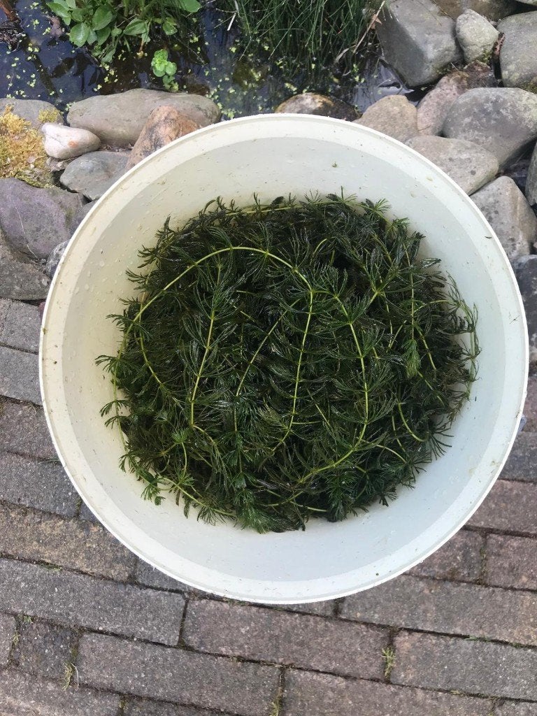 hoornblad + diverse drijfplantjes, Ophalen, Overige typen
