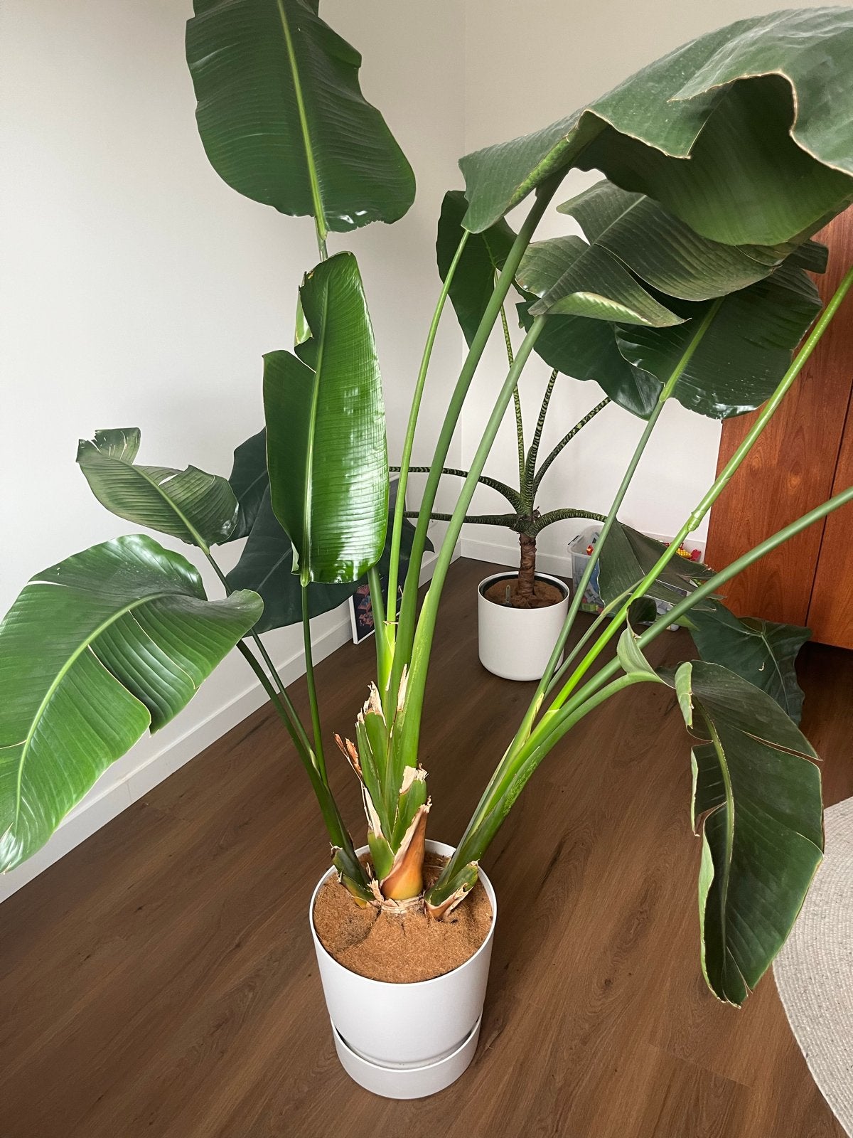 Grote Strelitzia Nicolai - Paradijsvogelplant, Huis en Inrichting, Ophalen, 200 cm of meer, Overige soorten, Halfschaduw
