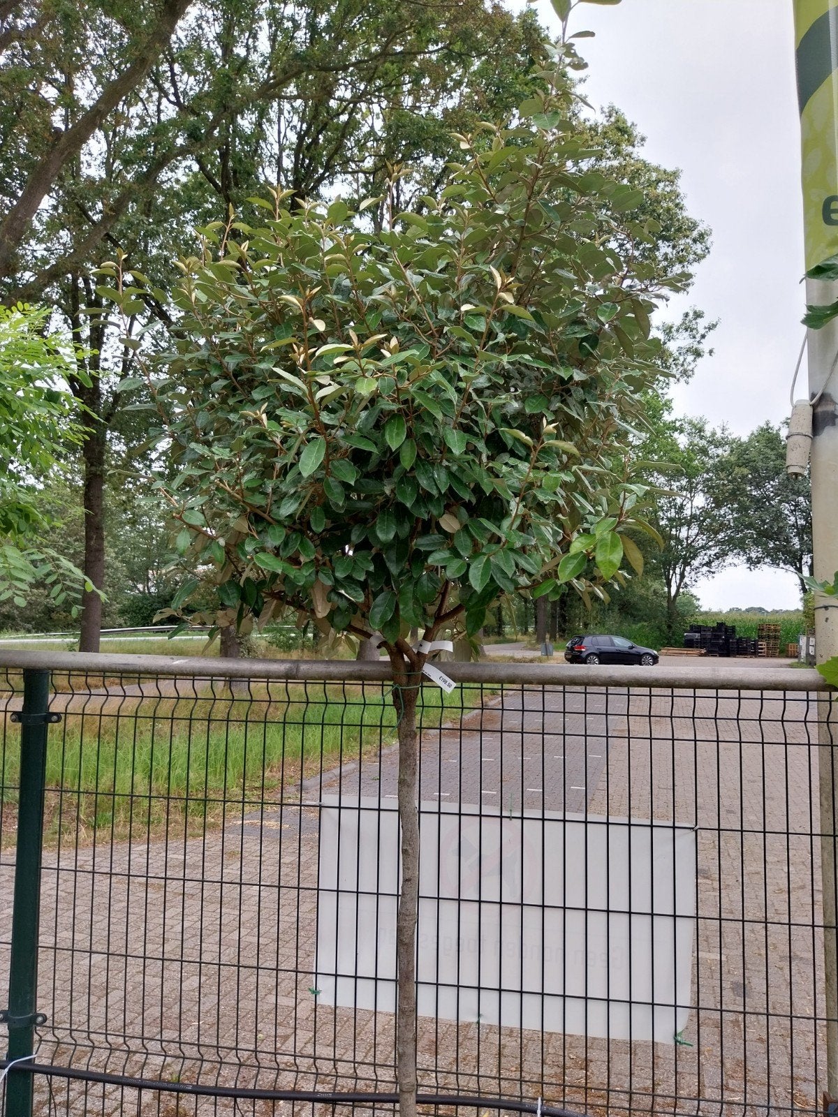 Elaeagnus Ebbingei Hoogstam - Groenblijvende Olijfwilg, Herfst, Overige soorten, 250 tot 400 cm, Ophalen