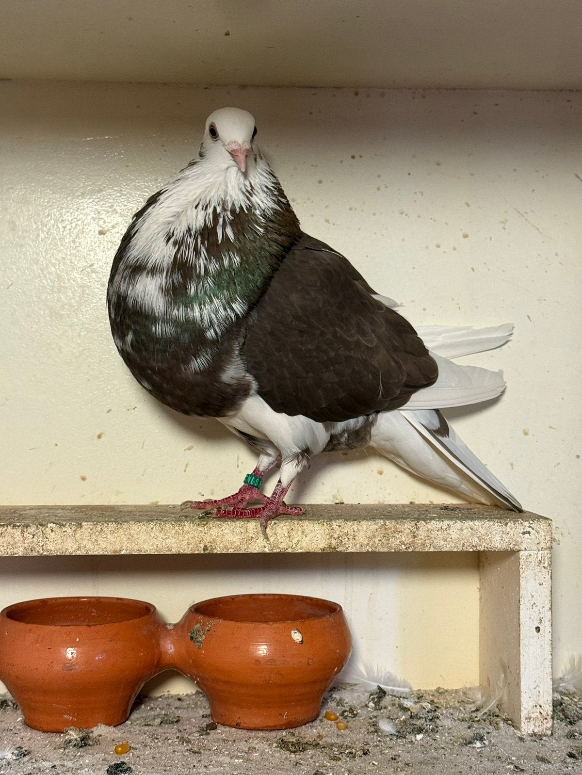 Olibonte duif, Dieren en Toebehoren, Vogels | Duiven, Vrouwelijk, Kropper