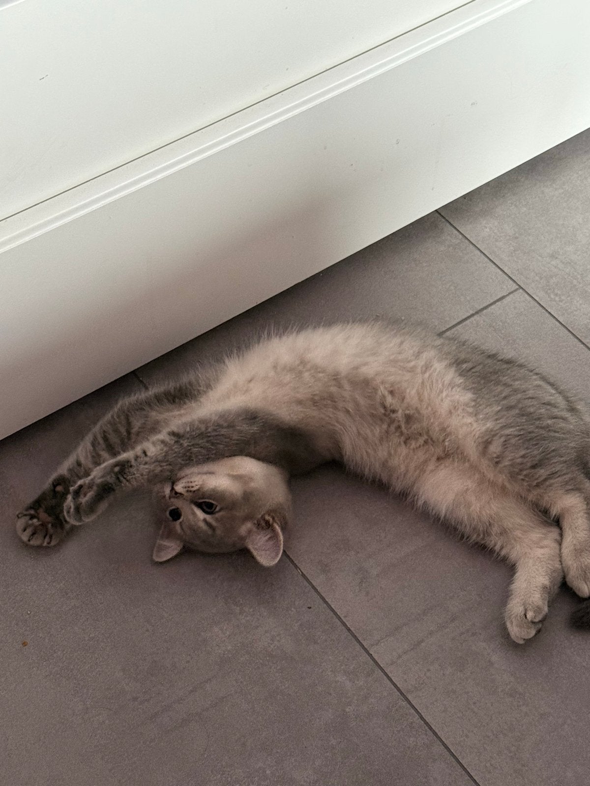 British shorthair kitten, Meerdere dieren, Ontwormd, 0 tot 2 jaar