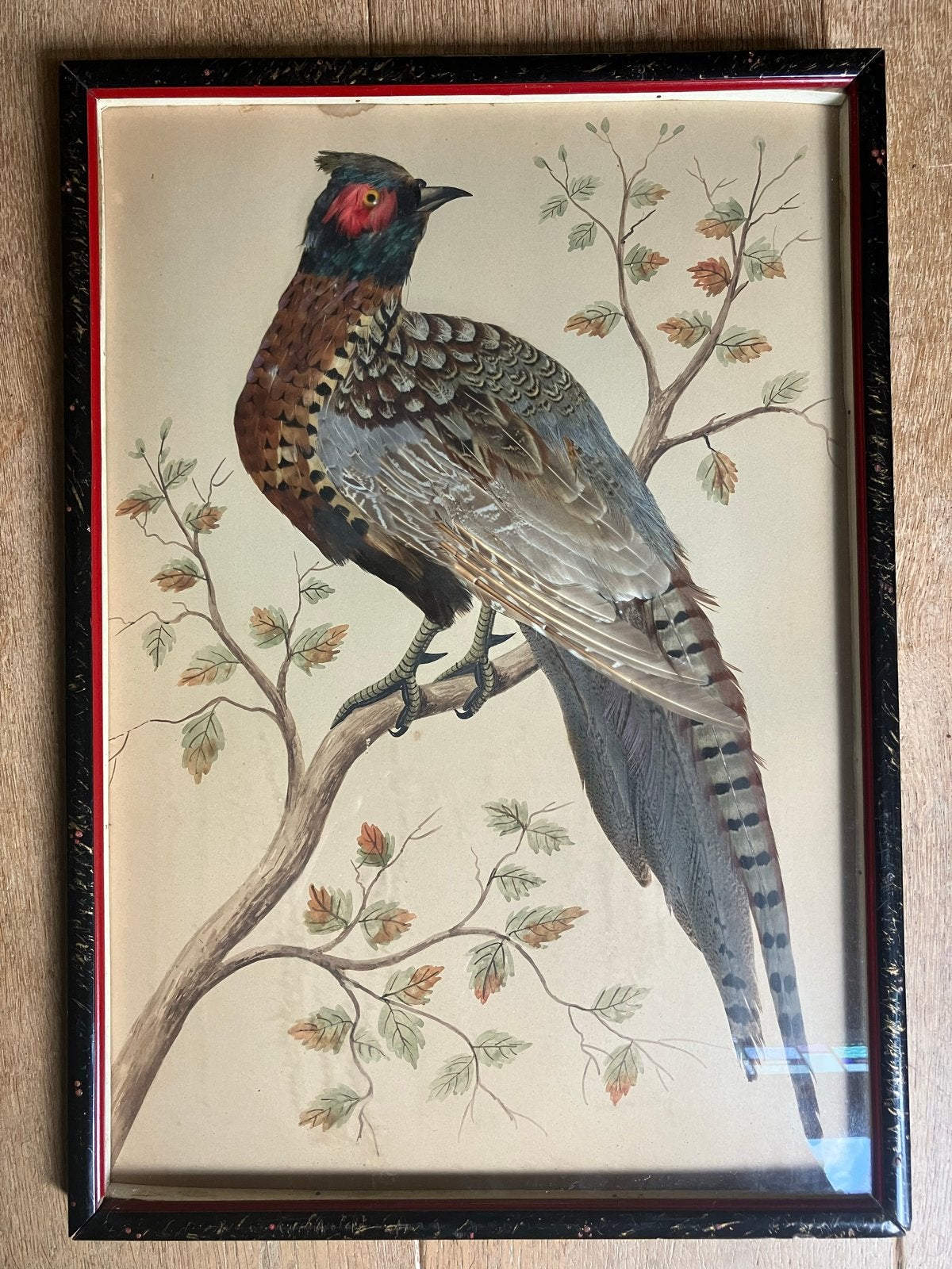 19e Eeuws Waterverf Schilderij met Echte Veren - Fazant, Dieren, Papier, Ophalen, Achter glas
