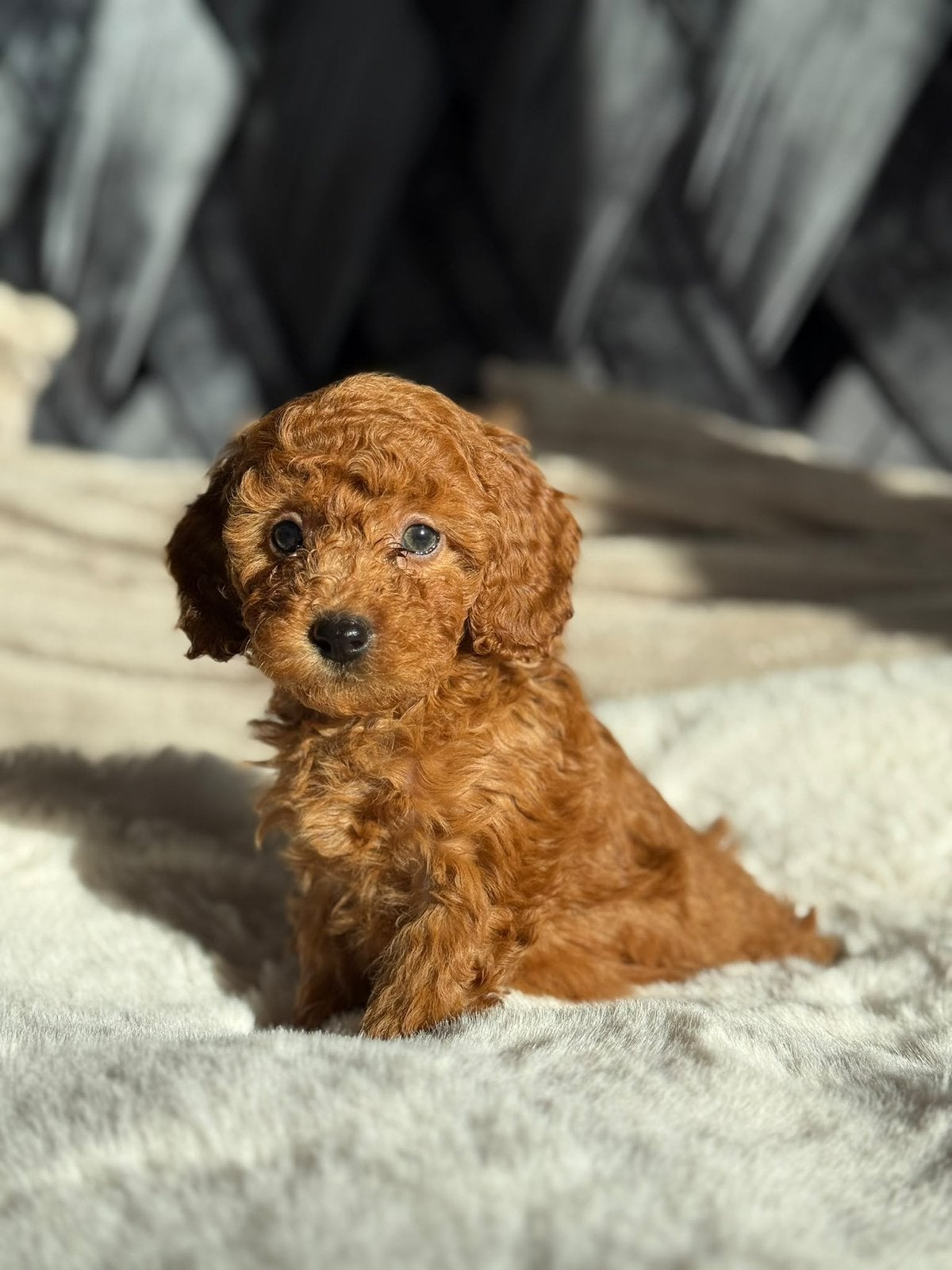 Prachtige mini labradoodle pups, Overige rassen, CDV (hondenziekte), 8 tot 15 weken, Meerdere