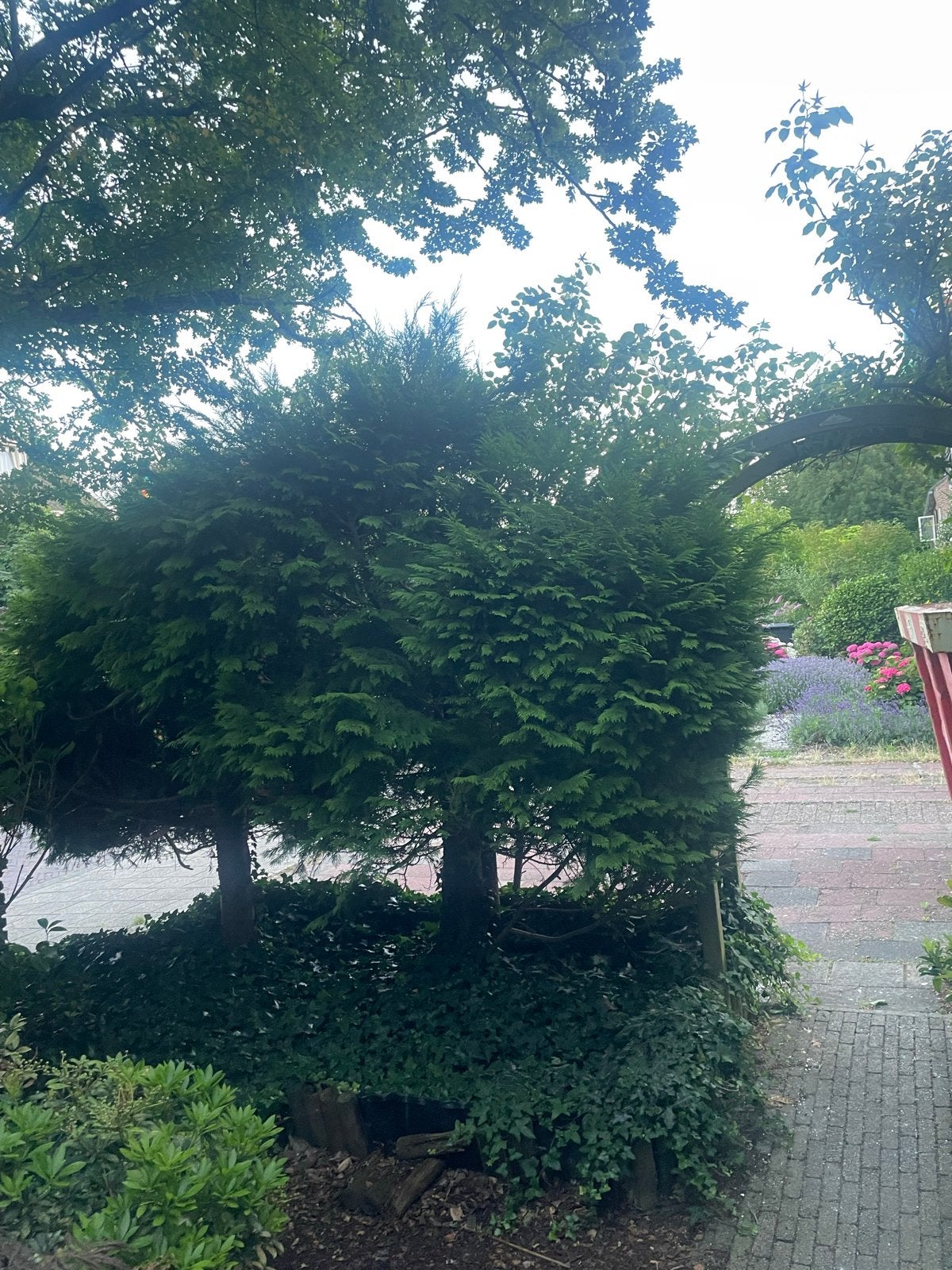 Mooie Coniferen voor uw tuin, Ophalen, Conifeer, Struik, 250 cm of meer