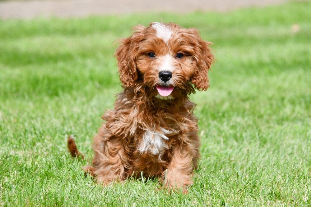 Cavapoo pups te koop, 15 weken tot 1 jaar, Overige rassen, Buitenland, Parvo