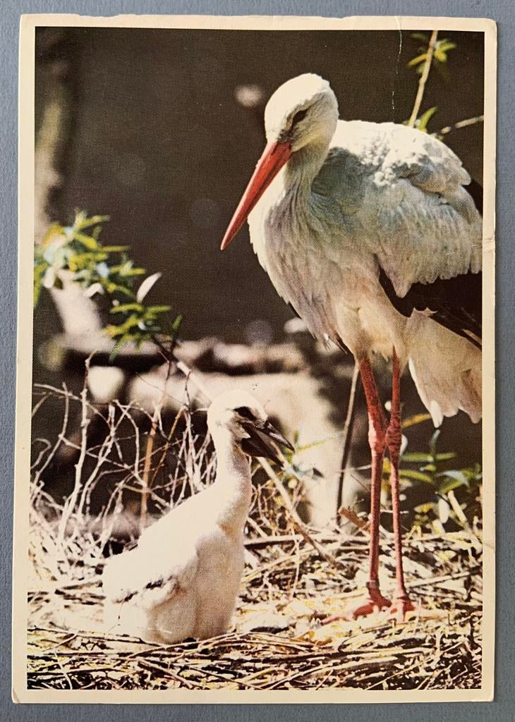 Ooievaar met Jong, Ophalen of Verzenden, Gelopen, Vogel