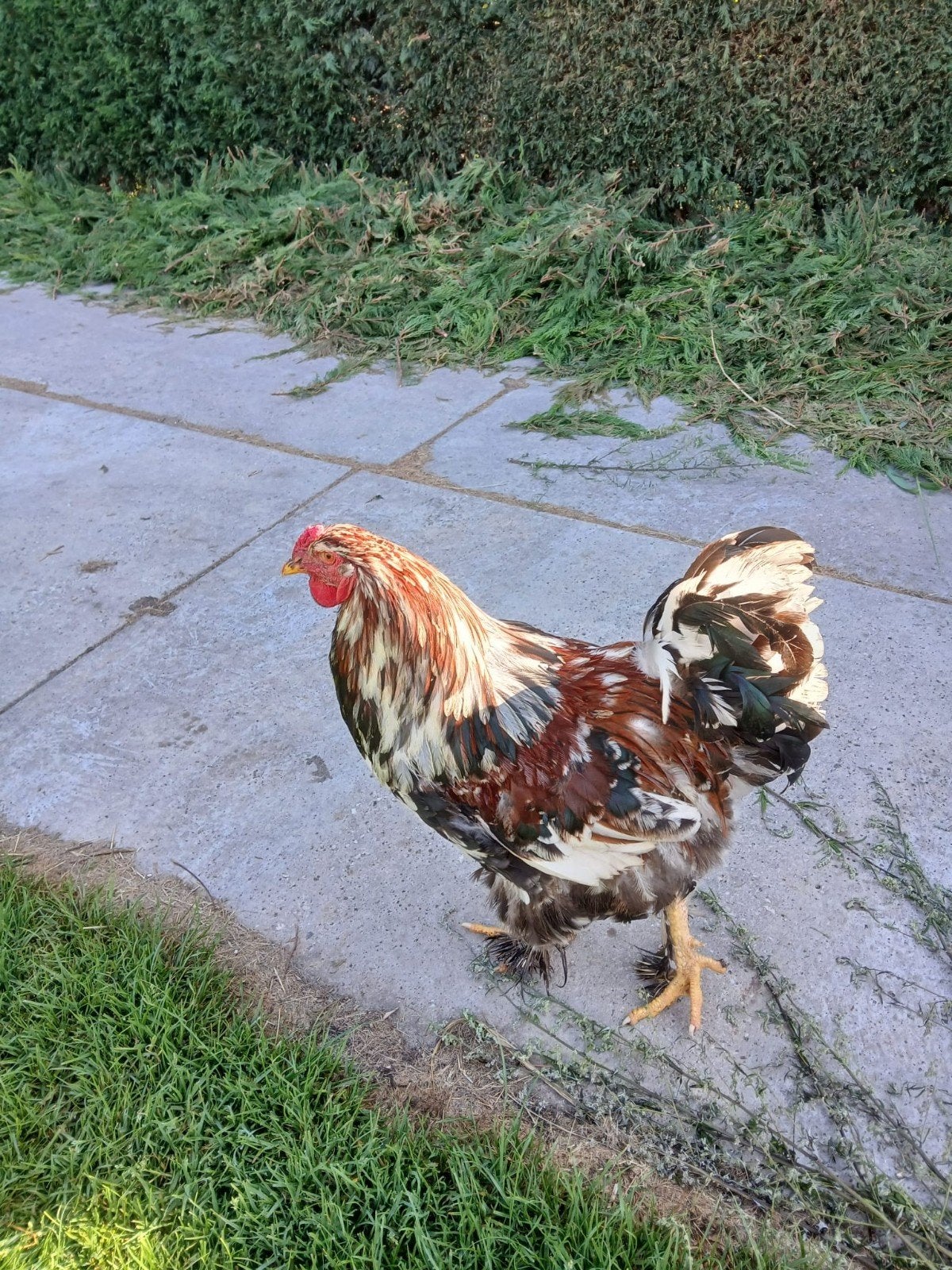 Brahma haan gratis, Dieren en Toebehoren, Pluimvee, Mannelijk