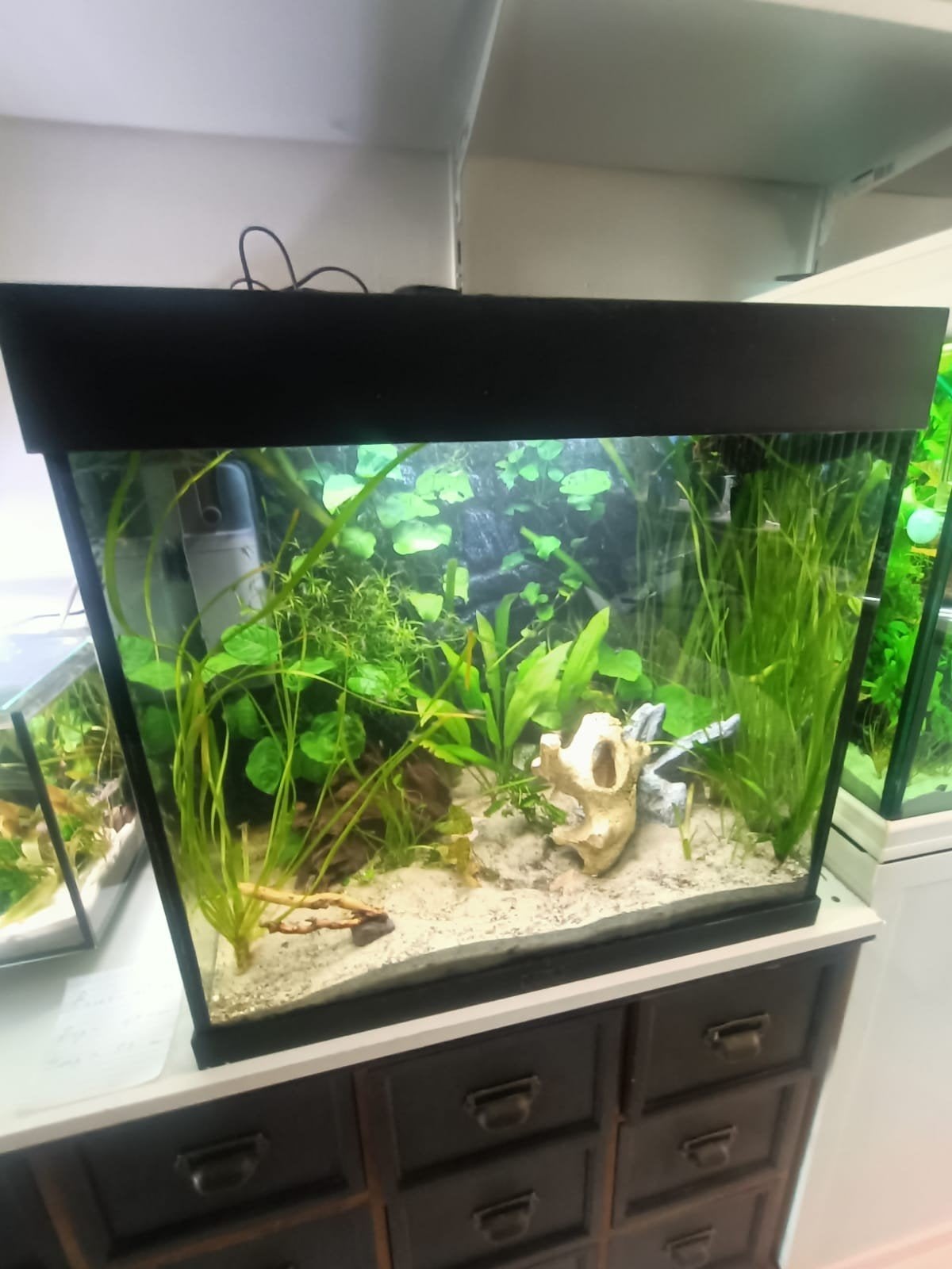 Aquarium mooi helemaal compleet aquarium in Rotterdam, Dieren en Toebehoren, Vissen | Aquaria en Toebehoren, Ophalen, Zo goed als nieuw