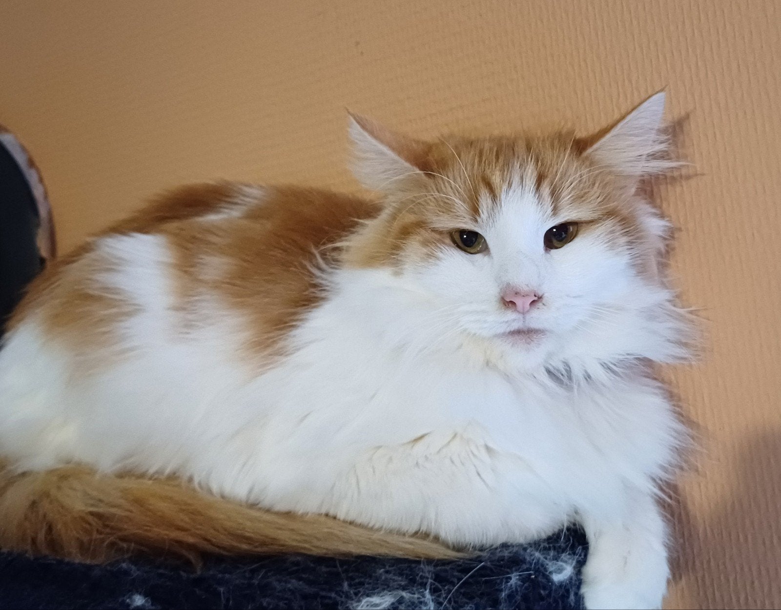 Nairobi haar kittens 4 stuks met stamboom, Meerdere dieren