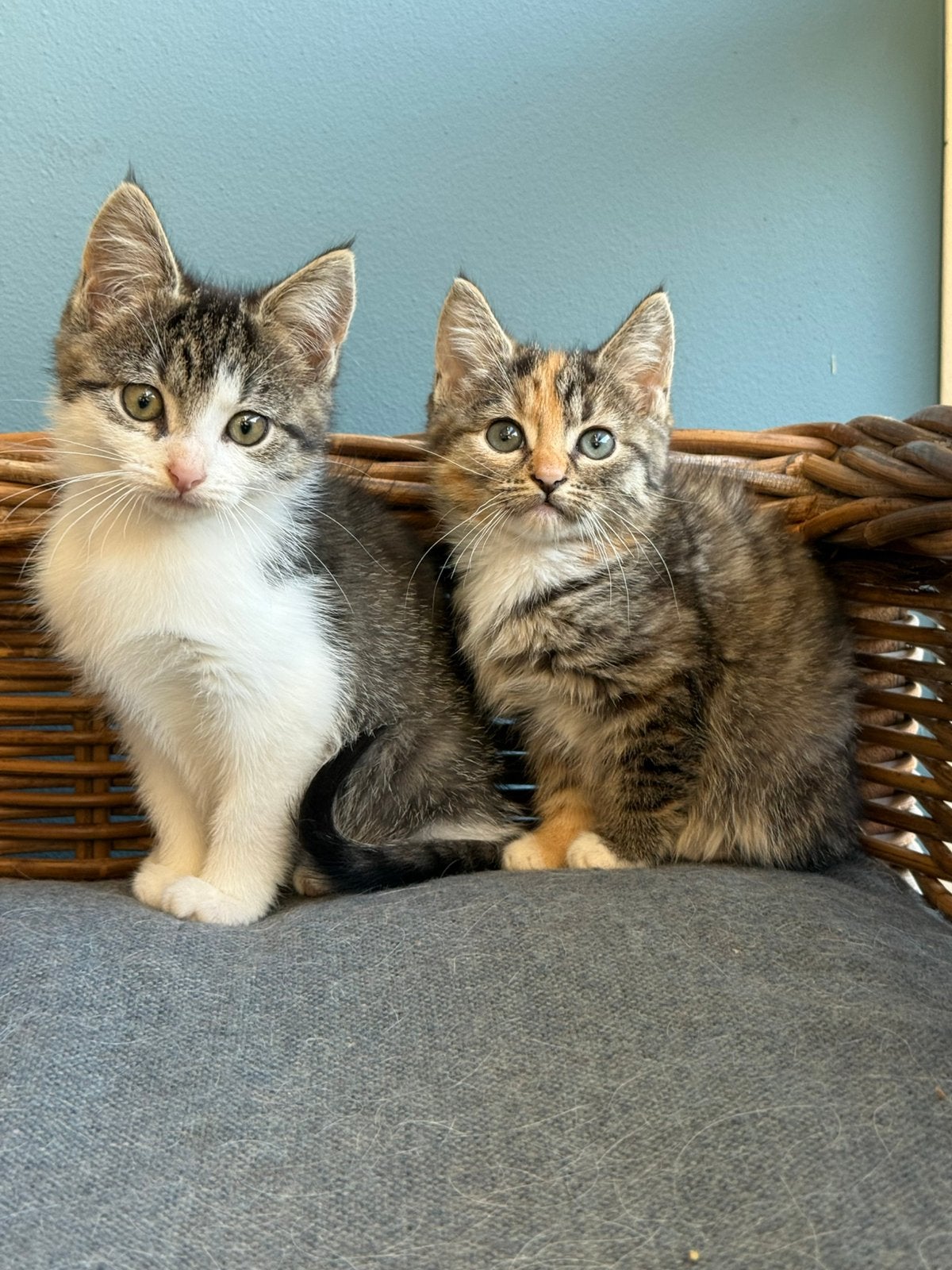 Kittens opzoek naar nieuw thuis, Dieren en Toebehoren, Meerdere dieren, Kortharig, 0 tot 2 jaar