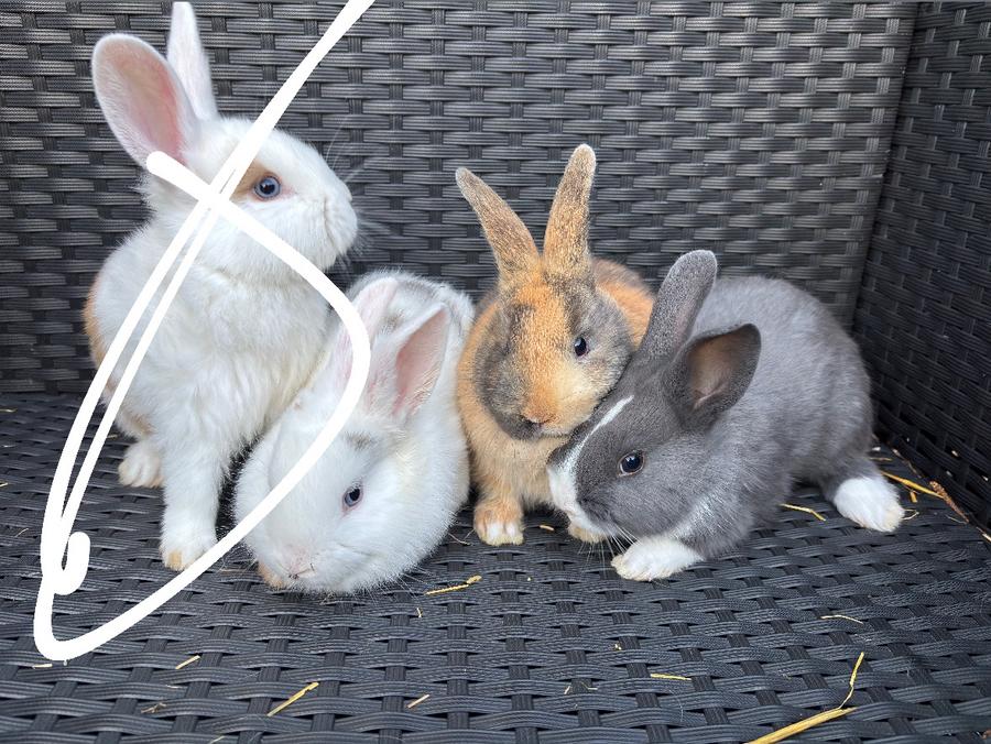 Konijnen, Dieren en Toebehoren, Konijnen, Meerdere dieren, Groot