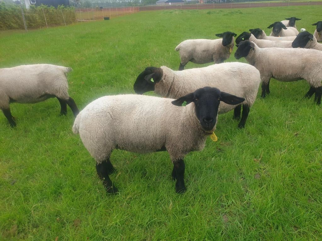 Stamboek Suffolk 2 2 jarige ooien te koop, Dieren en Toebehoren, Schapen, Geiten en Varkens, Vrouwelijk, Schaap