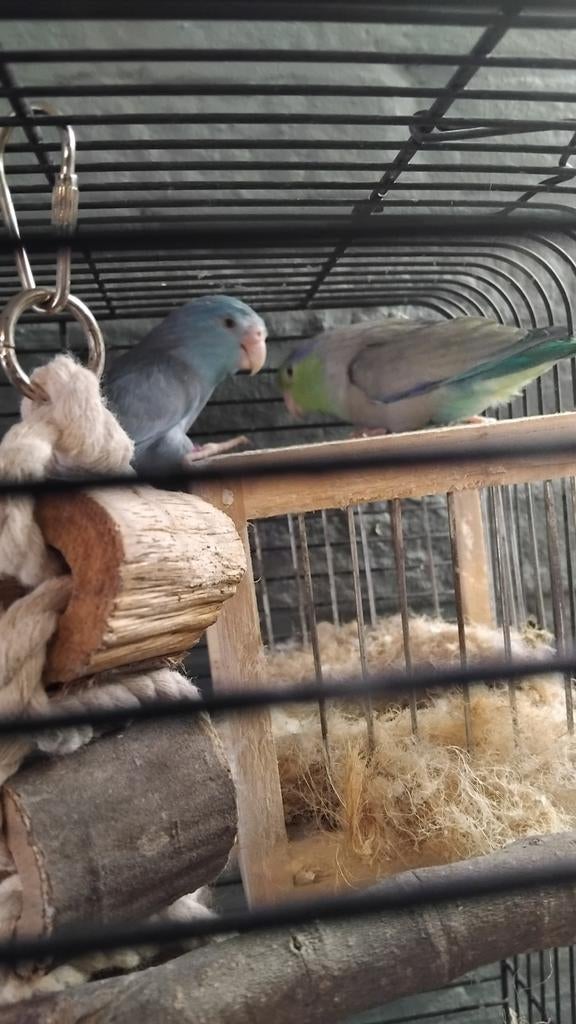 Prachtig koppel forpussen, Dieren en Toebehoren, Vogels | Parkieten en Papegaaien, Meerdere dieren, Parkiet
