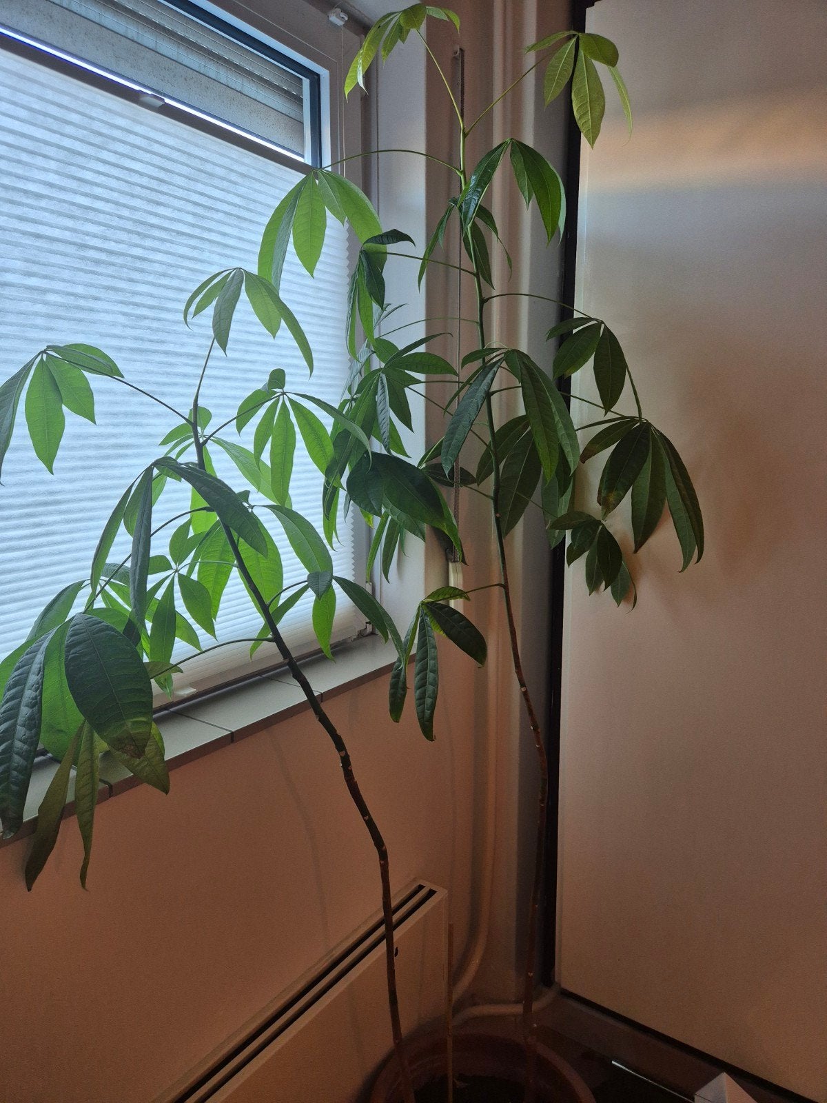 Grote kamerplant pachira aquatica (geldboom) inclusief pot, Ophalen, Halfschaduw, In pot, 150 tot 200 cm