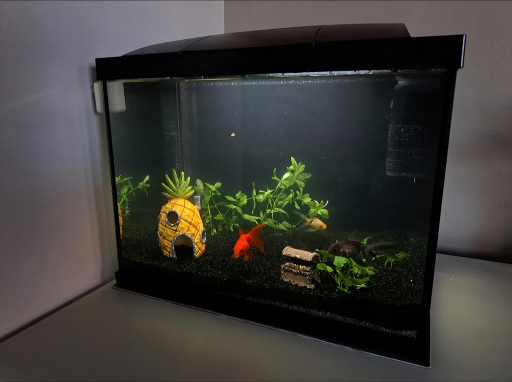 Aquarium met 3 koudwatervissen, Vis