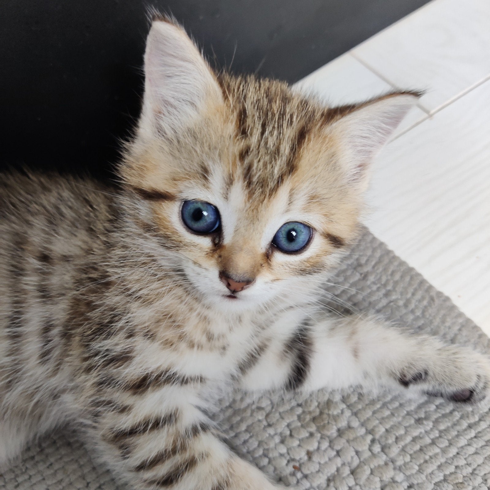 mooi poes, Poes, 0 tot 2 jaar