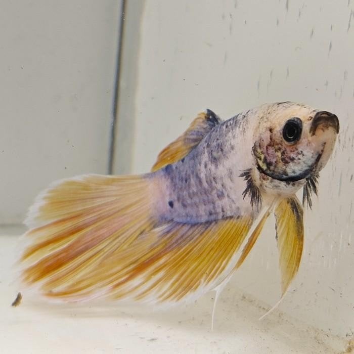 betta splendens man 15, Vis