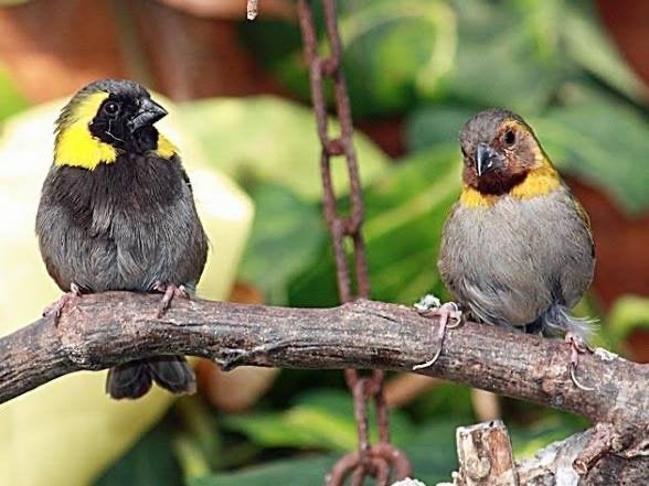 Gezocht Cubavink pop, Dieren en Toebehoren, Vogels | Overige Vogels, Vrouwelijk, Tropenvogel