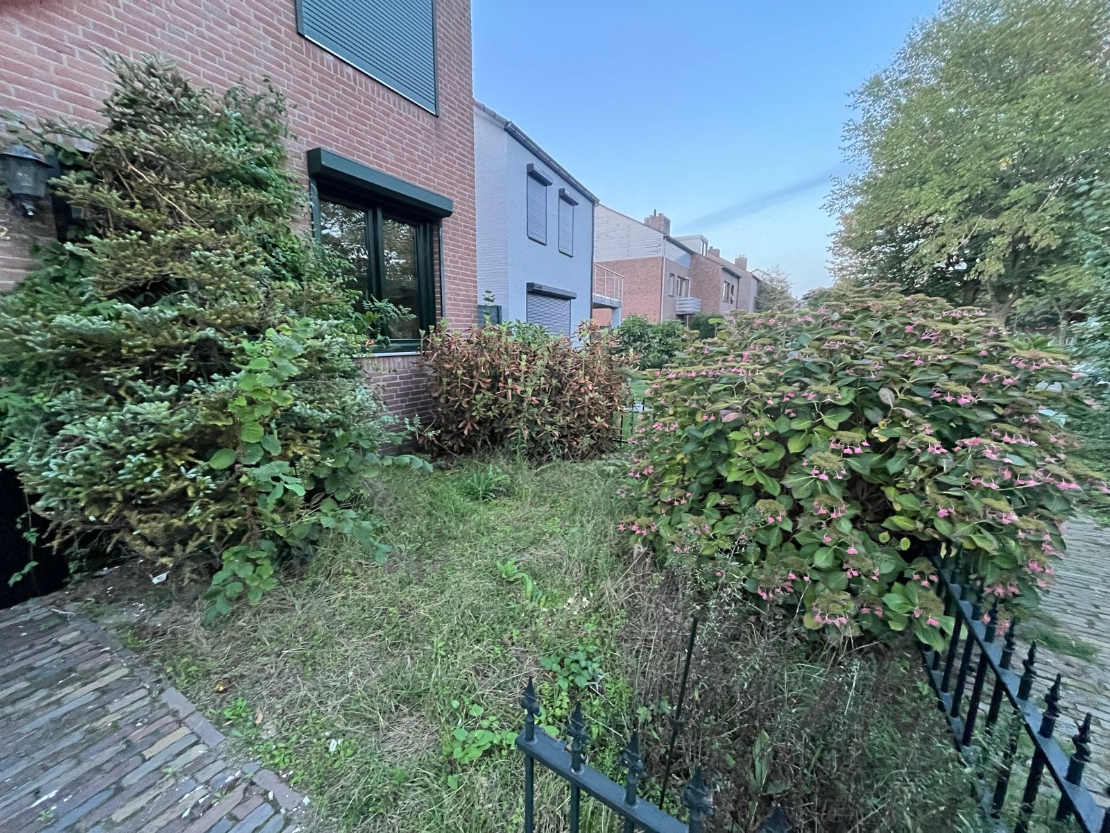 Tuin beplanting: Naaldboom, Rhododendron en Hortensia, Vaste plant, Halfschaduw, Zomer, Ophalen