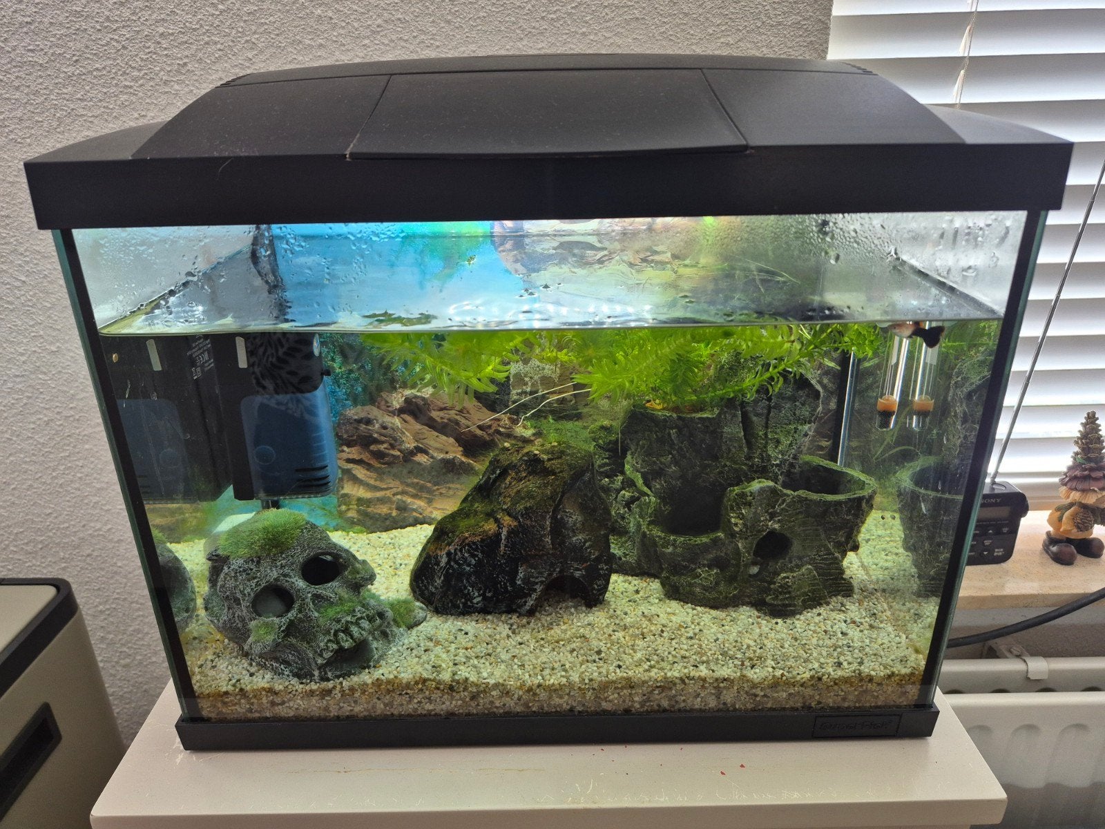 aquarium 50liter/ 44x27x35, Ophalen, Gevuld zoetwateraquarium