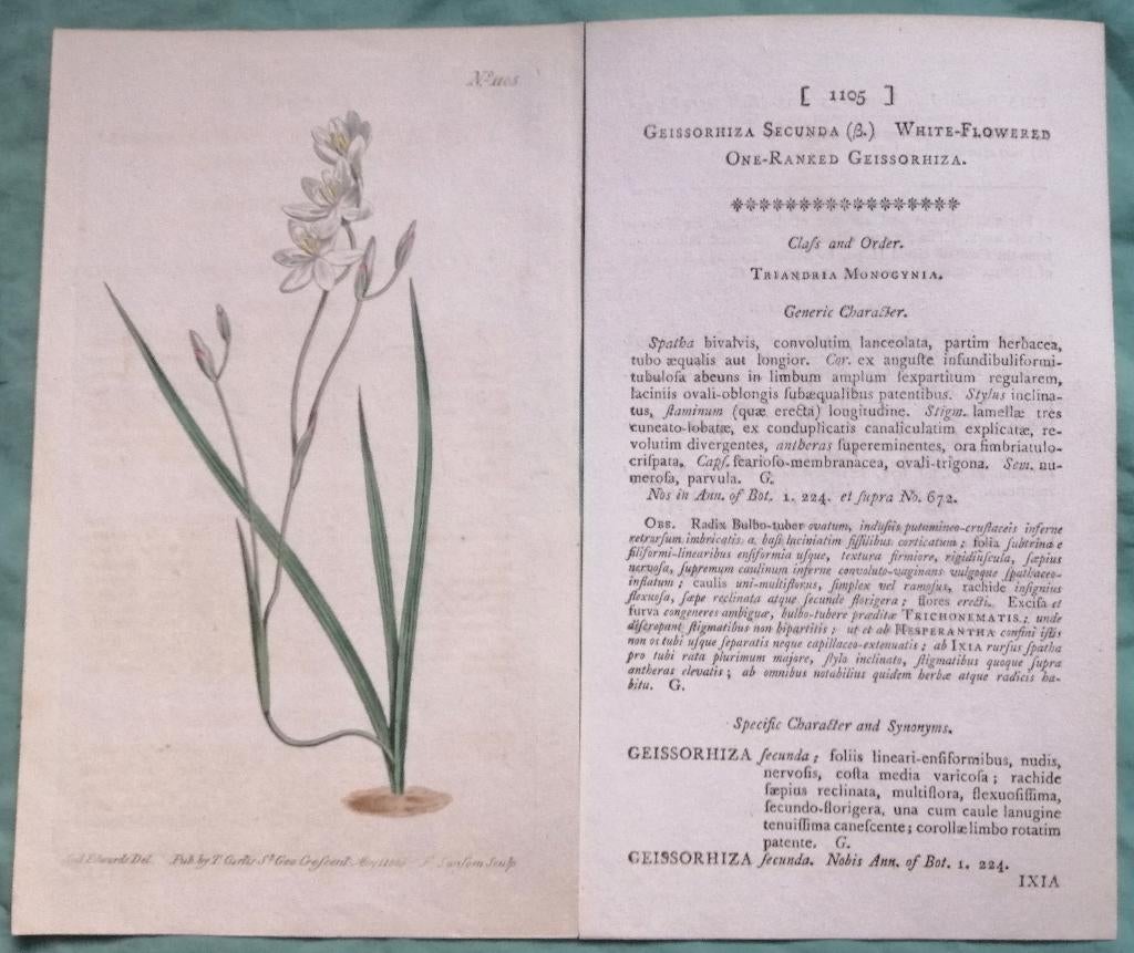 Botanische prent GEISSORHIZA secunda - Zuid Afrika, Antiek en Kunst, 1800 - 1899, Ophalen of Verzenden, Gravure, Flora en Fauna