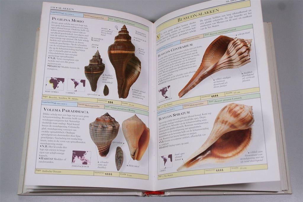 Schelpen — Sesam Natuur Handboek, Verzamelen, Ophalen of Verzenden, Schelp(en)
