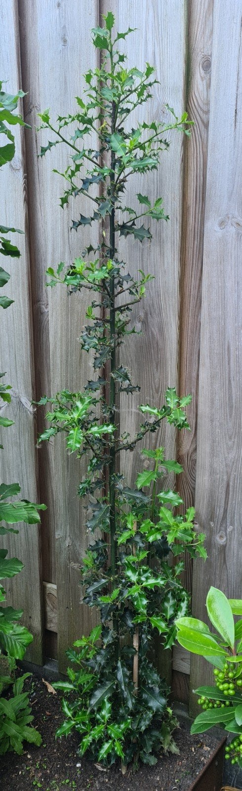 Gratis ophalen: ilex tuinplant, Tuin en Terras, Planten | Struiken en Hagen, Ophalen, Hulst, Struik, 100 tot 250 cm