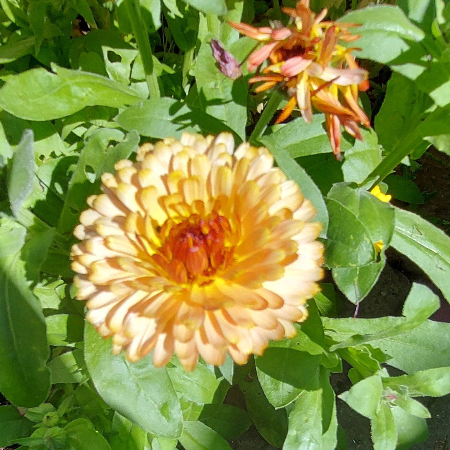 Goudsbloem Apricot Beauty, Ophalen of Verzenden, Volle zon
