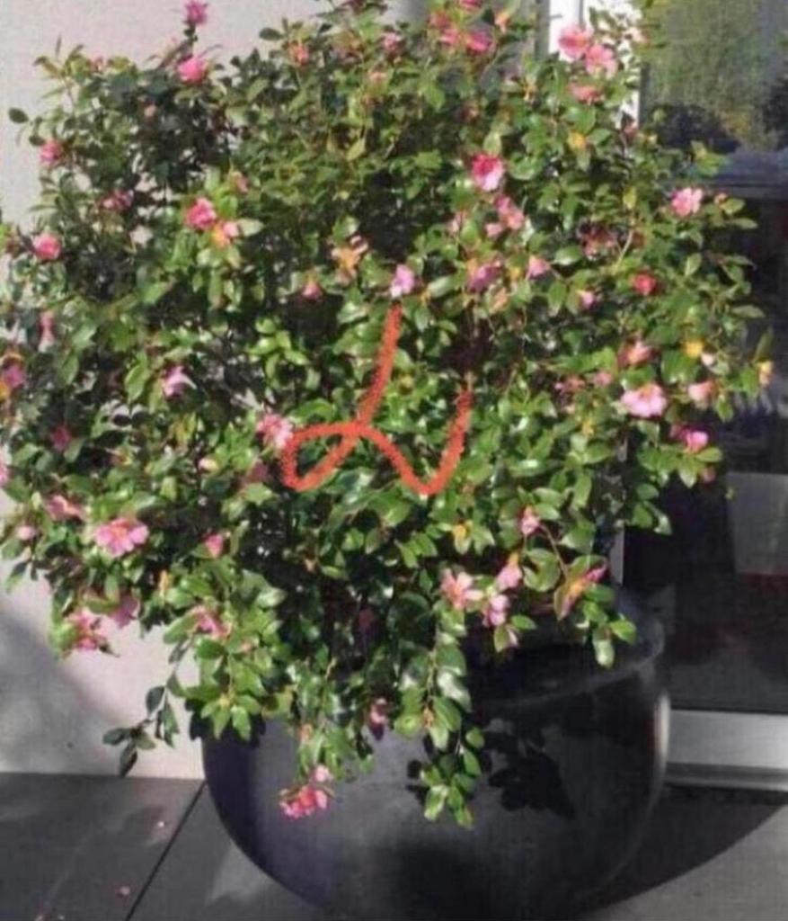 Grote dikke grijze vorstbestendige bloempot van terracotta, Rond, Zo goed als nieuw, Balkon, Terracotta