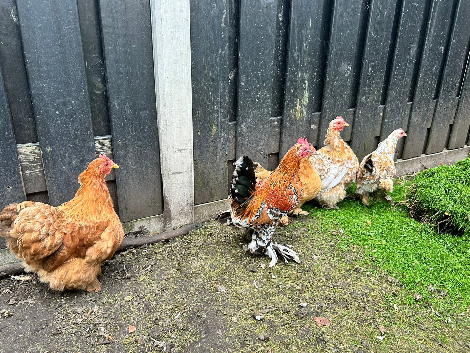 Leuk toompje krielkippen! 5 stuks., Dieren en Toebehoren, Vrouwelijk, Kip