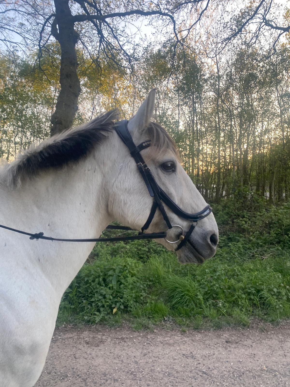 Bijrijder gezocht!!, Dieren en Toebehoren